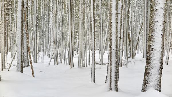 Winter in the Woods at Wolfe's Neck Woods State Park