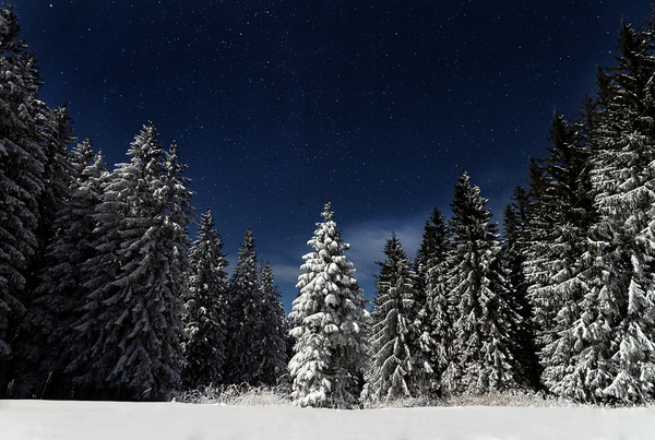 The Night Tree: Annual Winter Solstice Celebration