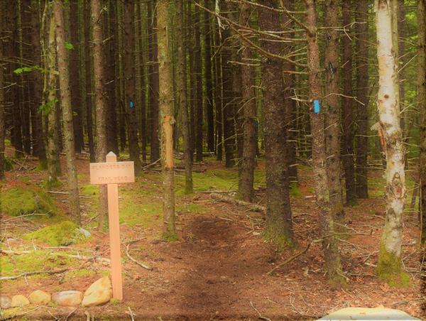 Spring Hike - Forest Bathing