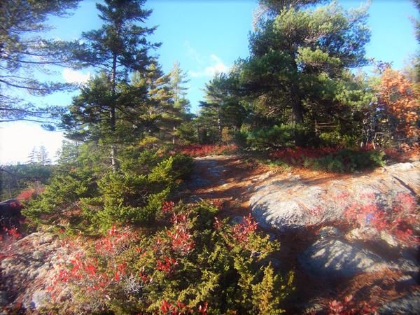 Huckleberry Beer Foraging Hike