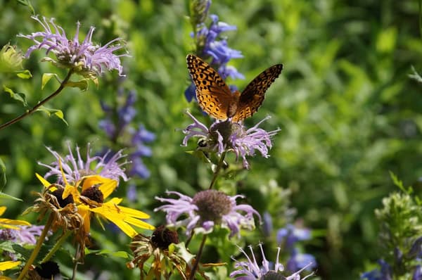 Which Native Plants Help Wildlife?