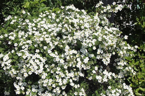 Ecological Pruning with Anna Fialkoff