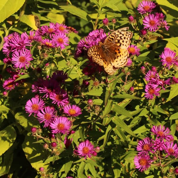 Wild Seed Project Native Plant Sale Public Day