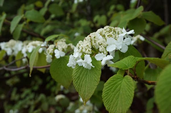 What About Cultivars?