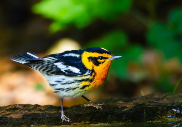 Rangeley Birding Festival