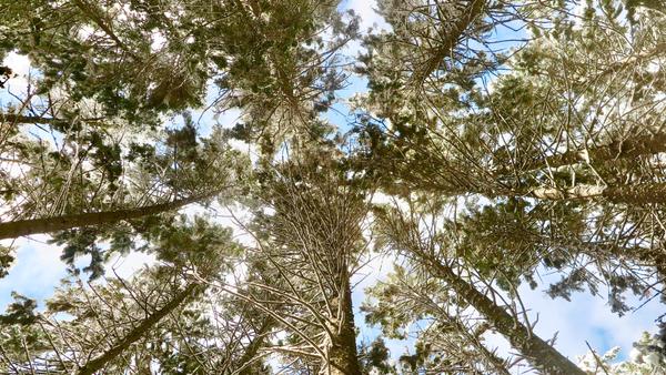 Hike with the Ranger at Wolfe's Neck Woods State Park