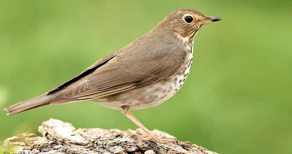 Rangeley Birding Festival