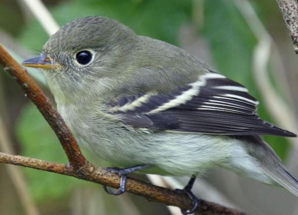 Bird Walk at Perham Stream Birding Trail