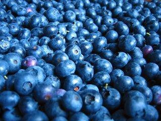 Blueberry Hike