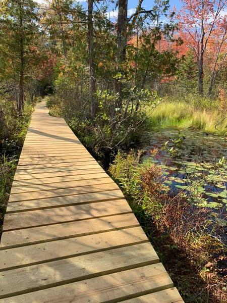 Summer Walking Series: Shepard's Farm