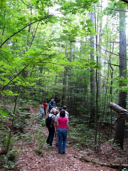 Forest Walk to Learn About Trees