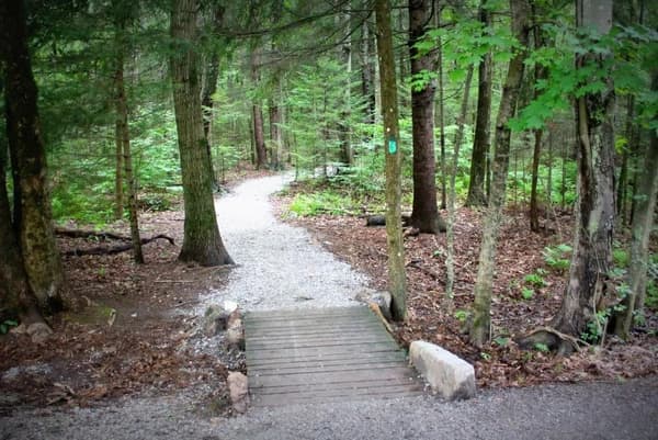 Summer Native Plant Walk at Evergreen