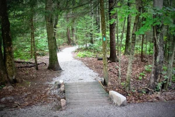 Spring Native Plant Walk at Evergreen