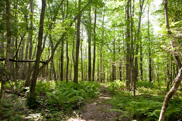 Field Botany: Tree Walk