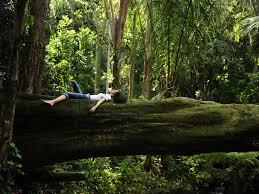 Forest Bathing: Finding Mindfulness in Nature