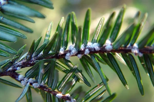 Hemlock Woolly Adelgid: Impacts of Invasive Insects on Our Landscape