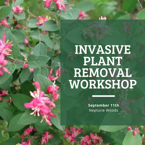 Invasive Plant Removal Workshop