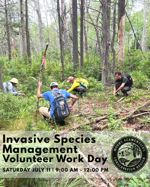 Volunteer Community Work Day at Mount Agamenticus - Invasive Species Management
