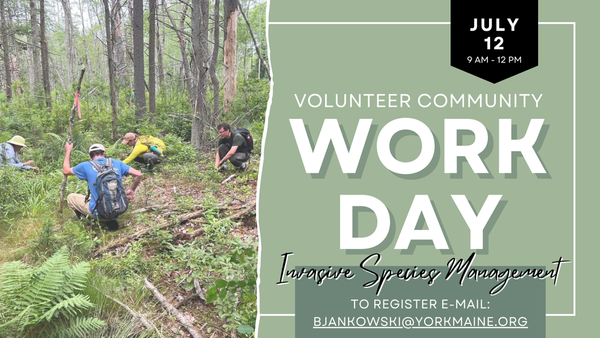 Invasive Species Management Work Day at Mount Agamenticus