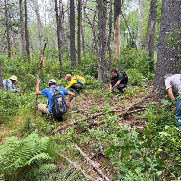 Invasive Species Management at Mount Agamenticus