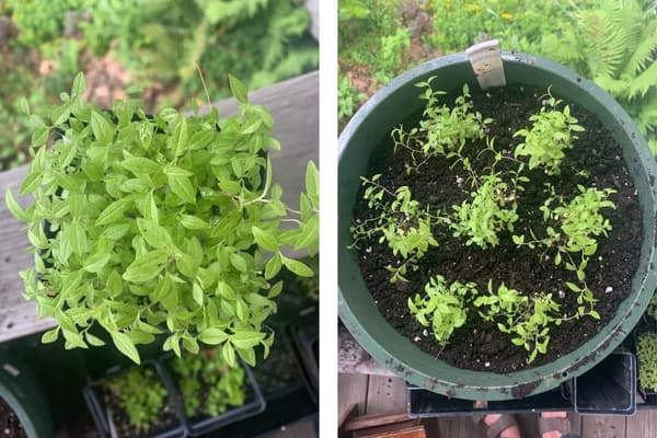 Native Plant Seedlings: Up-Potting & Summer Care
