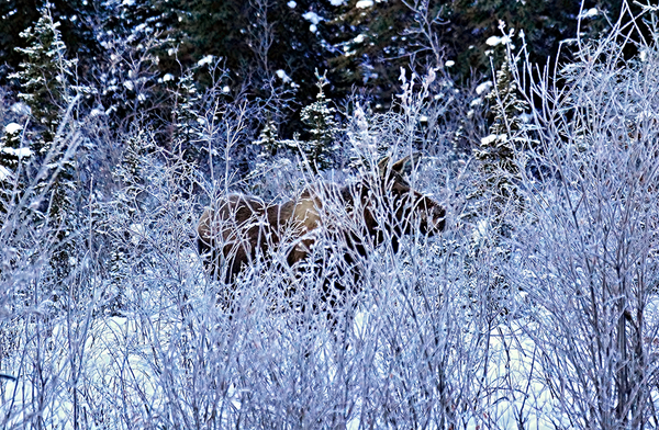 Moose, Winter Tick, and Climate