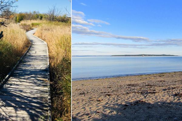 Wildlife Identification at Mowry Beach
