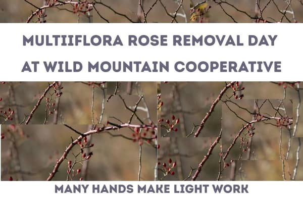Wild Mountain Multiflora Rose Removal Day