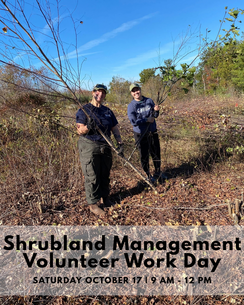 Community Volunteer Work Day at Mount Agamenticus: Shrubland Management