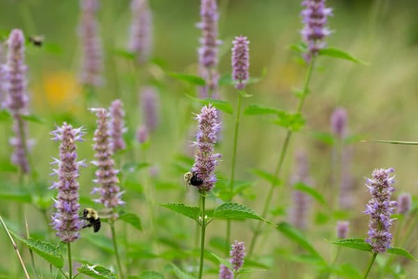 Making Habitat at Home