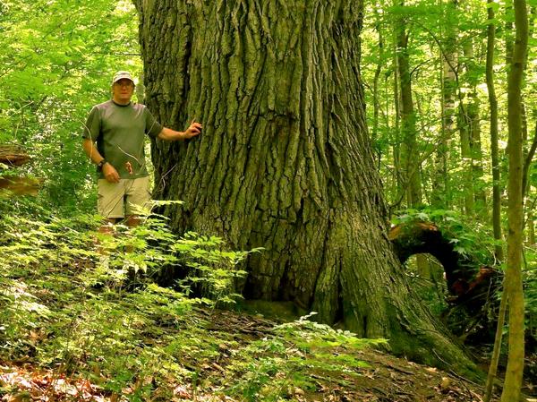 Big Trees of Northern New England