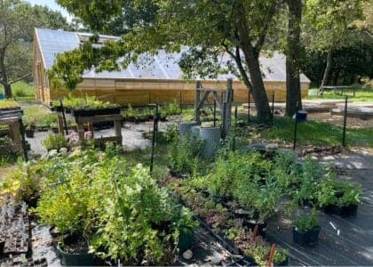 Up-potting Seedlings at the Native Seed Center