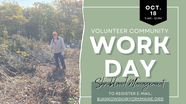Shrubland Management Community Work Day at Mount Agamenticus