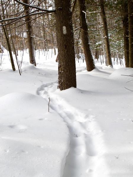 Snow Shoe & Wood~Fired Sauna