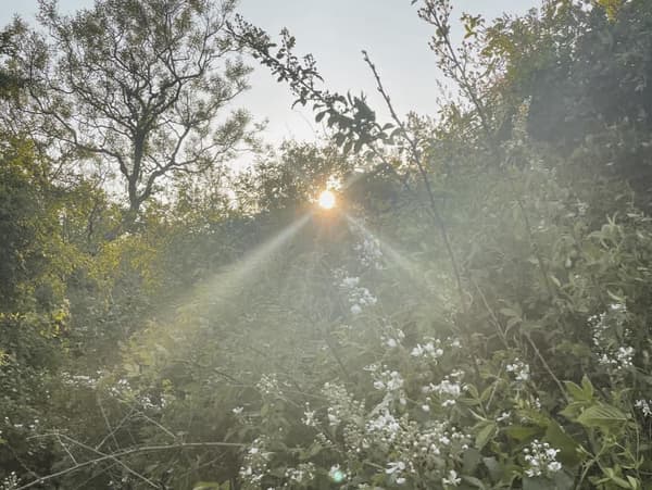 Forest Bathing with the Scarborough Land Trust