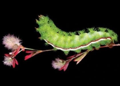 Mini Film Fest: The Extraordinary Caterpillar & The Buzz on Native Plants