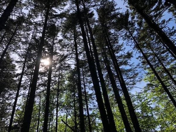 August Trail Volunteer Day at Blue Ridge Trail
