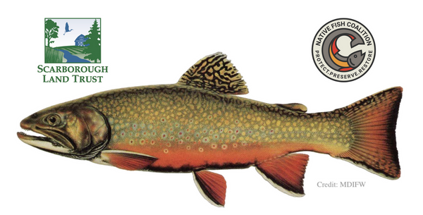 Brook Trout: Biology, History, and Conservation