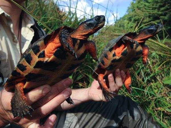Turtles of Maine - Virtual Presentation