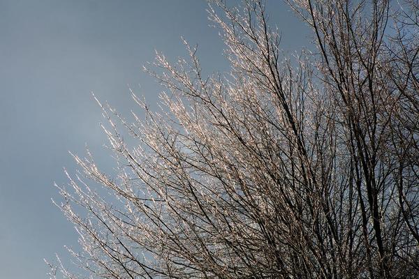 Winter Tree Identification