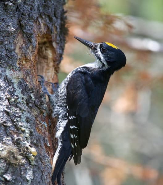 Memorial Weekend Birding Event