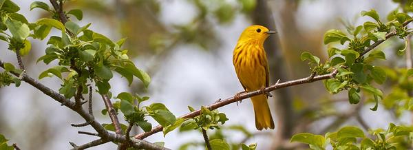 Bird Identification Walk
