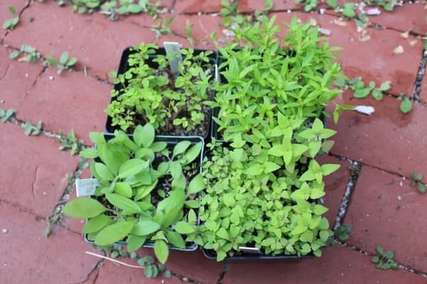 Winter Seed Sowing Online