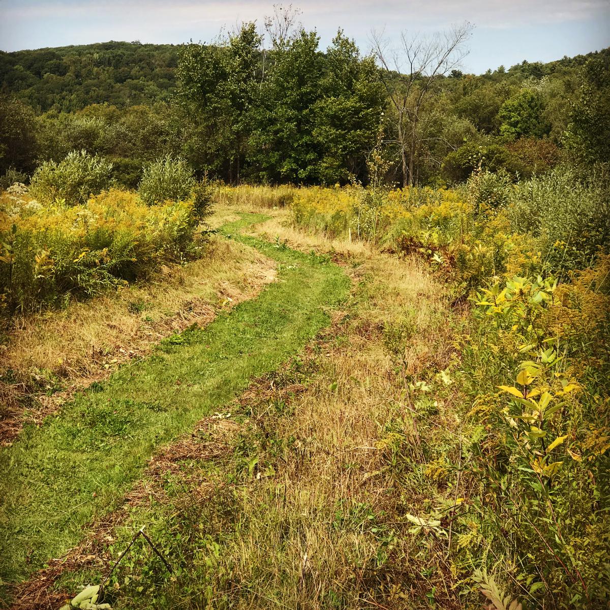 A recently mowed path shows where the trail goes through a field of wildflowers