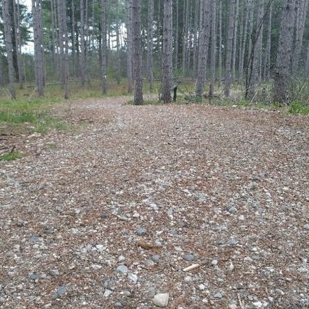 A trail surfaces with pea-sized gravel and detritus from trees