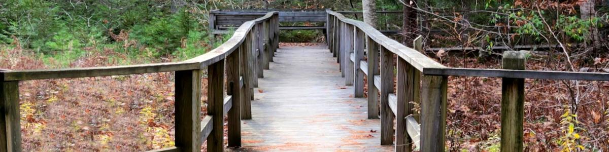 A wooden walkway leads to a viewing platform in the woods