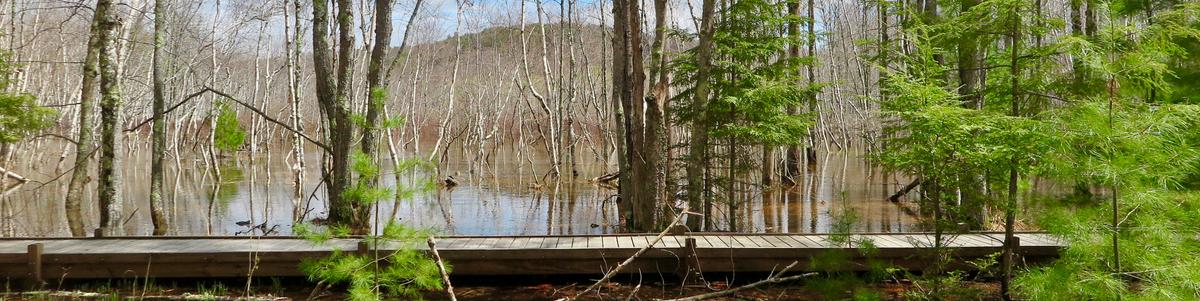 A boardwalk crosses a flooded swamp in the spring.