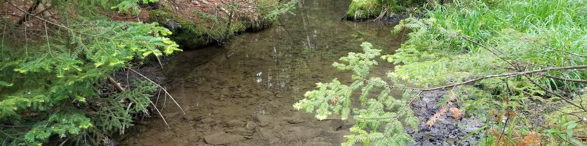 Balsam boughs hanging over a stream with clear water