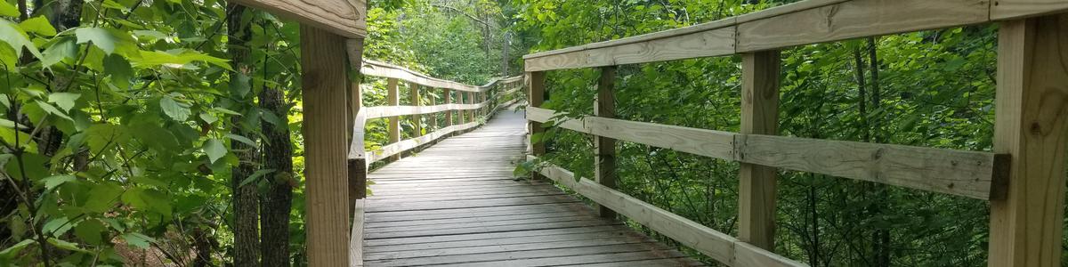 A curved boardwalk with railings in a bright green forest