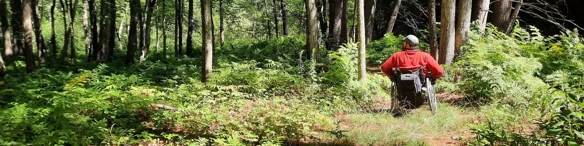 A man in a red shirt looks over a forest from his wheelchair with ferns surrounding him